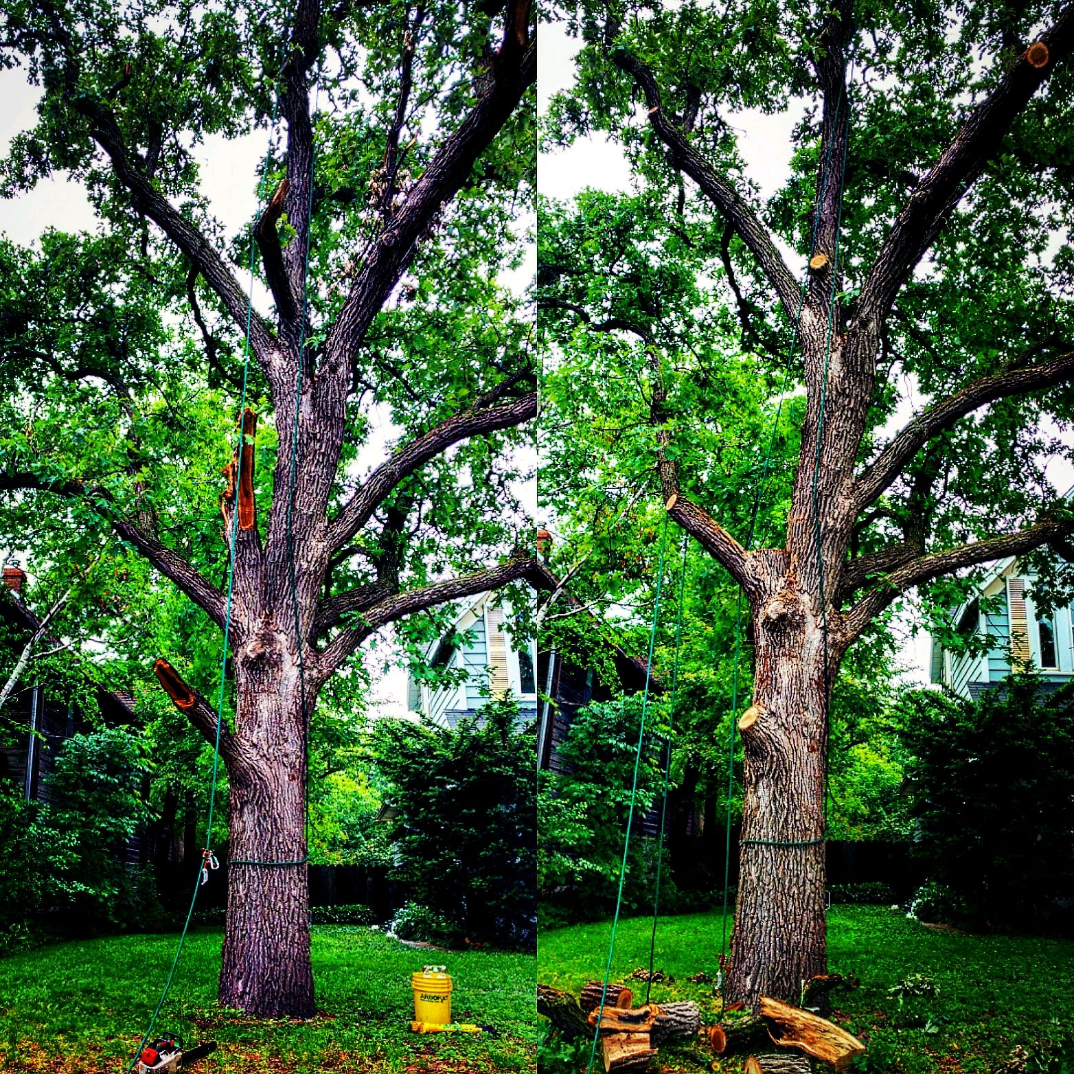 types of maple trees in minnesota